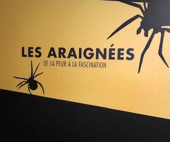 Les araignées sont des créatures fascinantes, quand on arrive à voir ce quelles ont à offrir. #centredessciences #montréal #activitéenfamille #apprendre