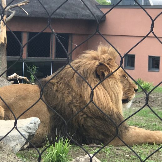 Les lions sont à l'honneur cette année au Zoo de Granby