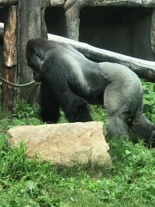 Visite au Zoo de Granby avec une vue incroyable sur les animaux