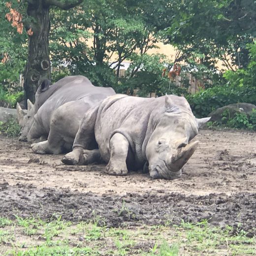 Visite au Zoo de Granby pour rencontrer les rhinocéros