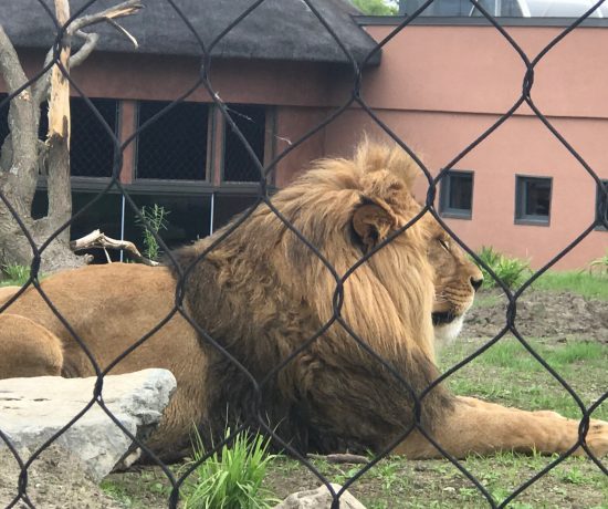 Les lions sont à l'honneur cette année au Zoo de Granby