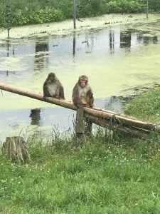 La famille de macaques japonais s'est agrandie encore cette année. C'est fantastique de les voir.